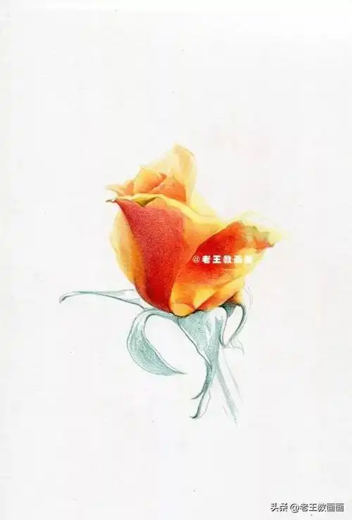 零基础也可以画彩铅,教你画一朵玫瑰花
