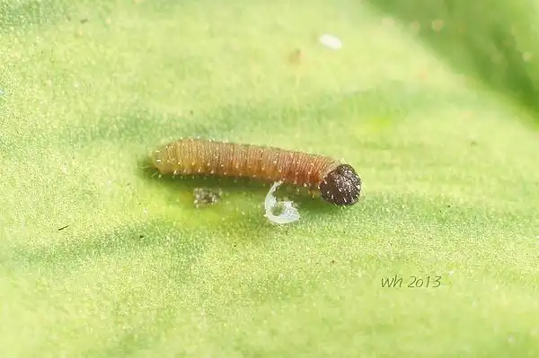 刚孵化的东亚豆粉蝶一龄幼虫