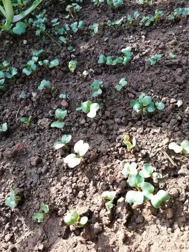 樱桃萝卜刚发芽的时候