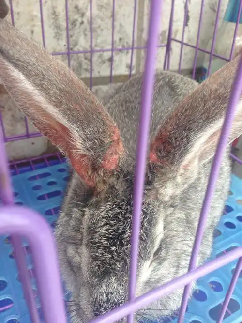 求助看看我家兔子耳朵是不是得了皮肤病