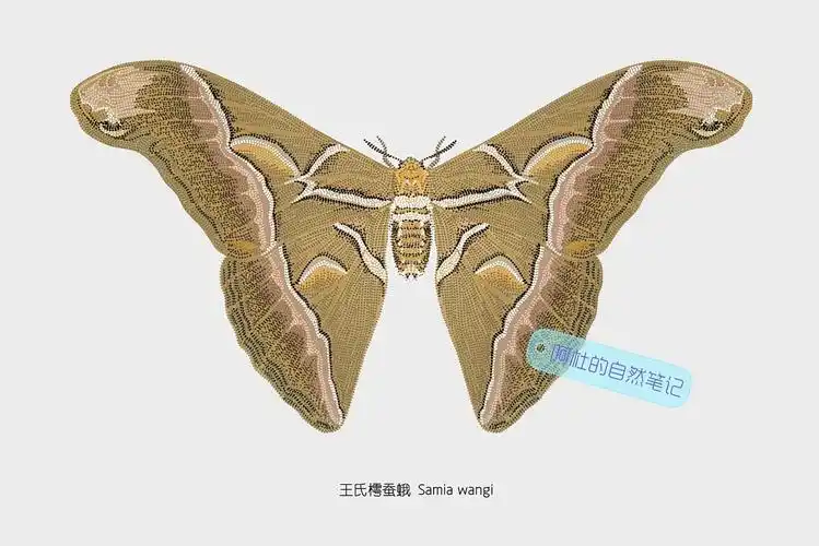 阿杜的自然笔记澳洲土著艺术风格–王氏樗蚕蛾