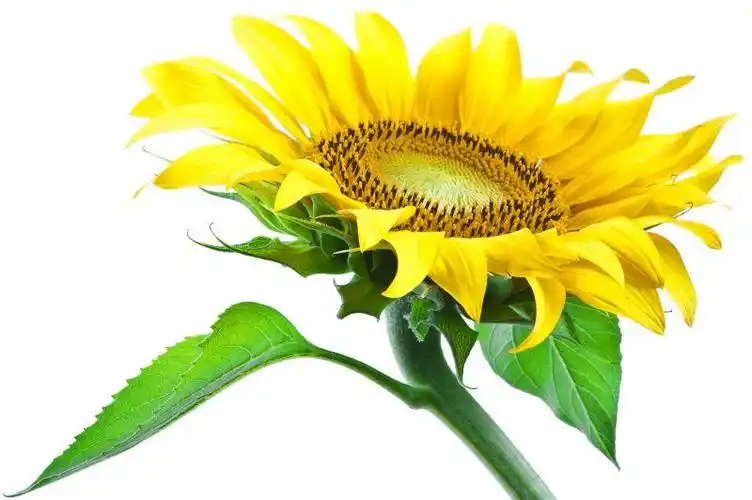 一朵向阳的向日葵