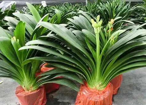 君子兰哪个品种最好看好养 如何挑选合适的君子兰