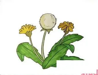 蒲公英简笔画花朵简笔画蒲公英简笔画教程