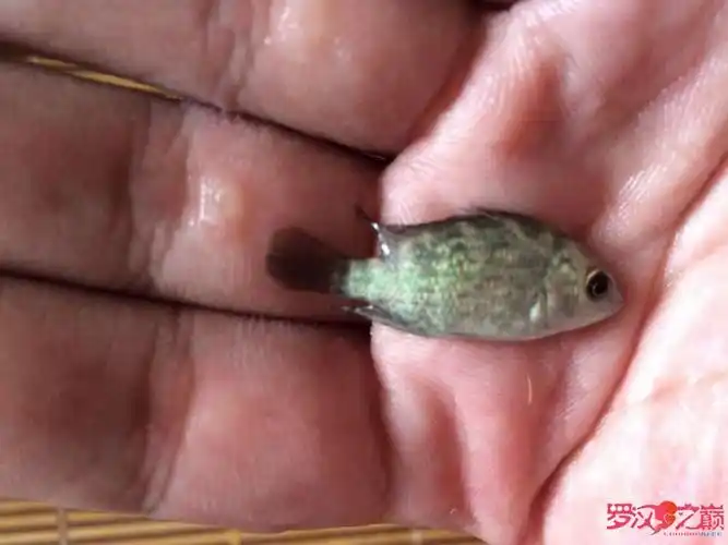 新手买的几条罗汉鱼苗求鉴定