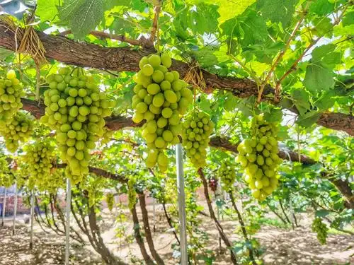 我们采摘的就是这种白牛奶葡萄,葡萄梗很容易断,不小心就会掉在地上.