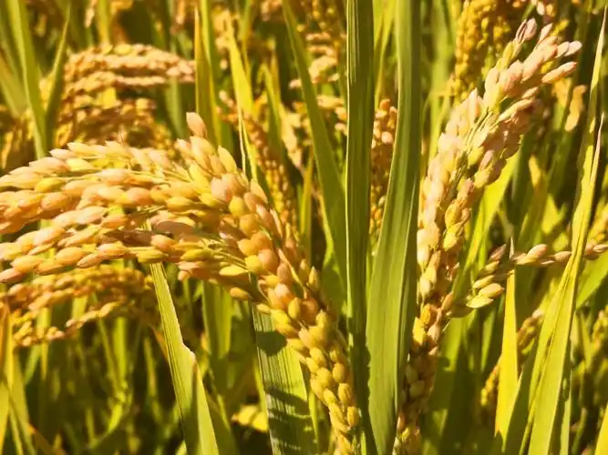 金灿灿的稻田,金色的童年.(副本)