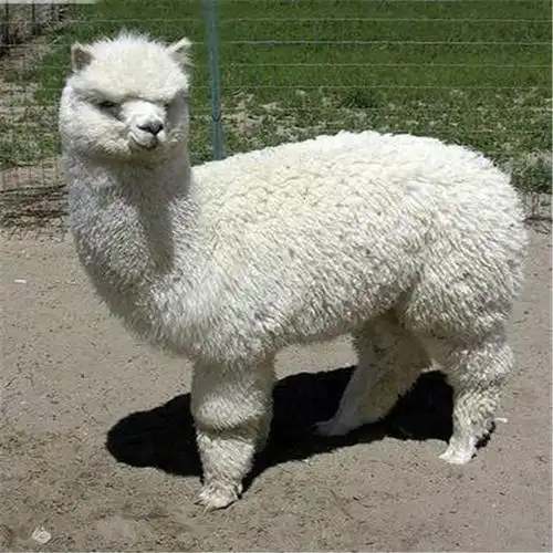 出售萌宠羊驼价格 宠物羊驼表演 羊驼表演 特种萌宠羊驼展览