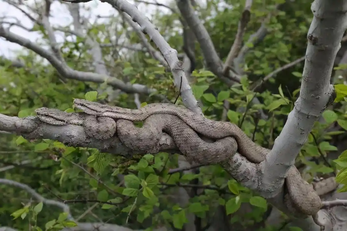 千岛湖蛇岛(我国有6大蛇岛)-图6