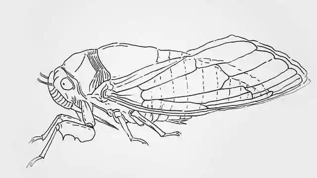 幼儿金蝉简笔画