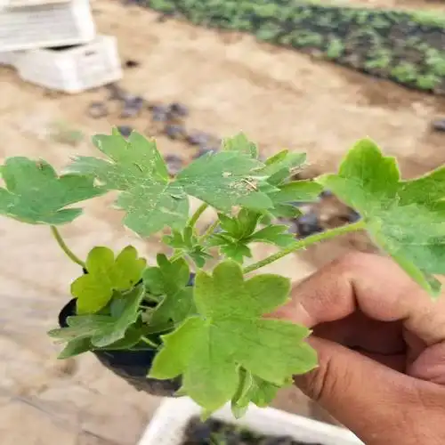 联江花卉 大花飞燕草杯苗大量批发 大花飞燕草种苗