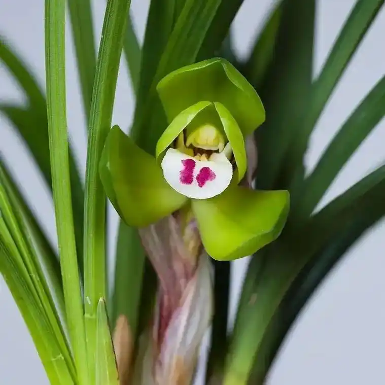 春兰老品种经典荷瓣 大富贵 春兰荷瓣之王.#兰花 #花卉绿植 - 抖音