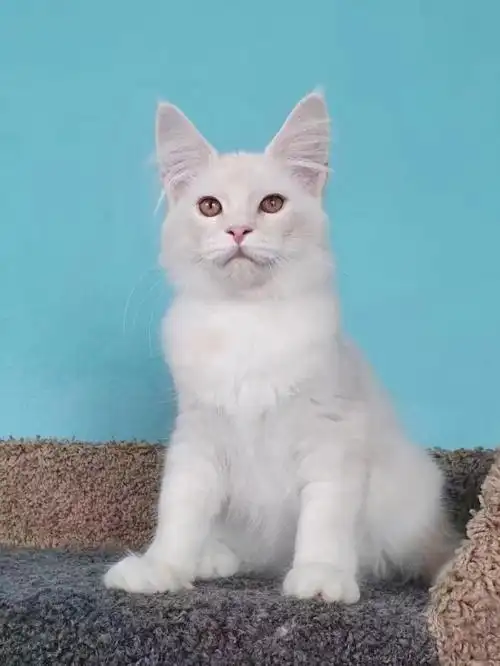 稀有色凯米尔11色