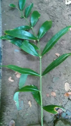 有一种中药本地叫猫儿姜也有叫黄金的不知道书名叫什么?