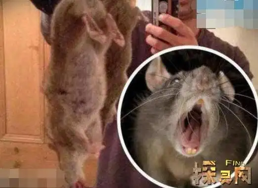 前苏联巨鼠食人