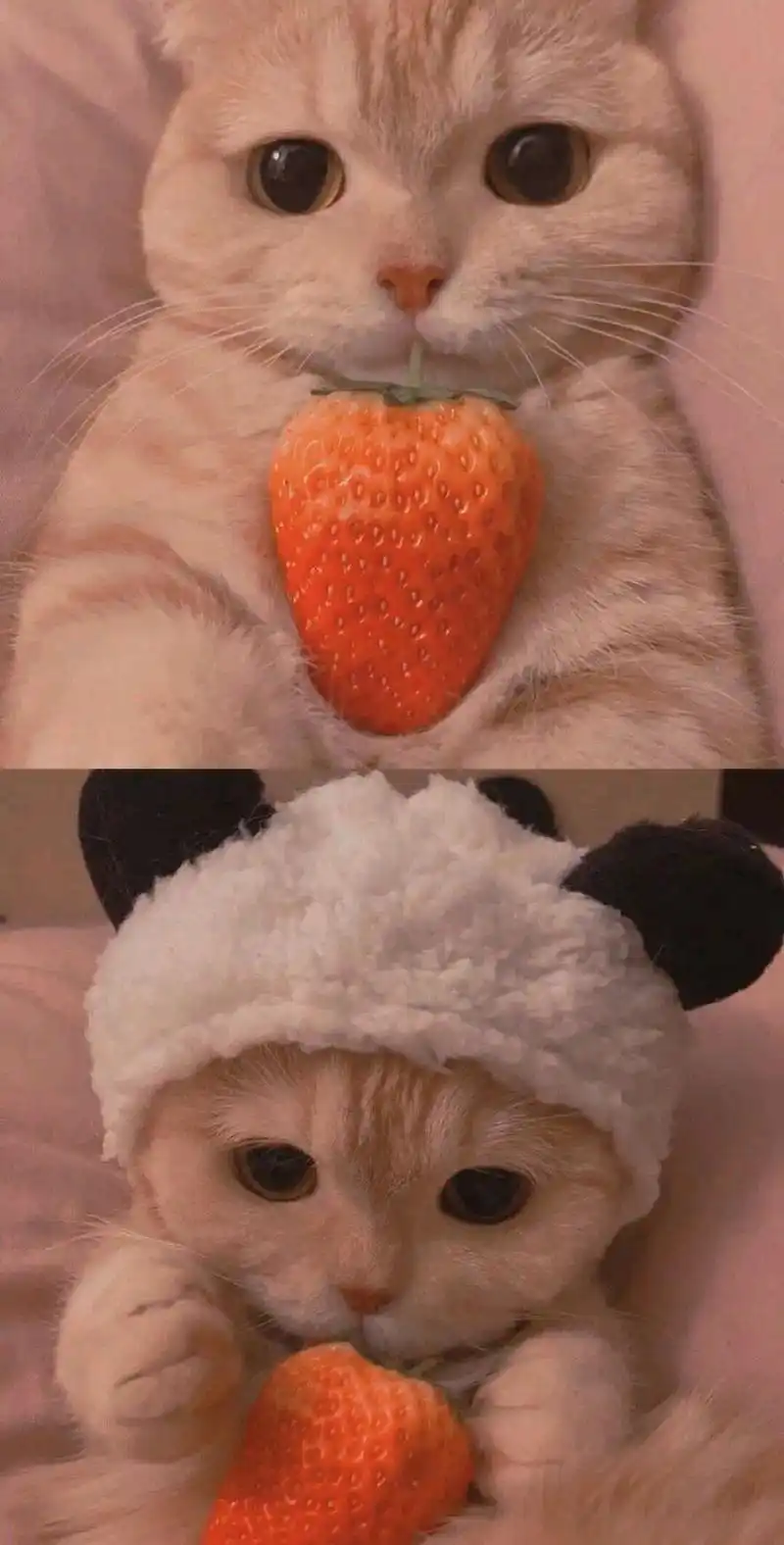 可爱的猫猫壁纸高清无水印