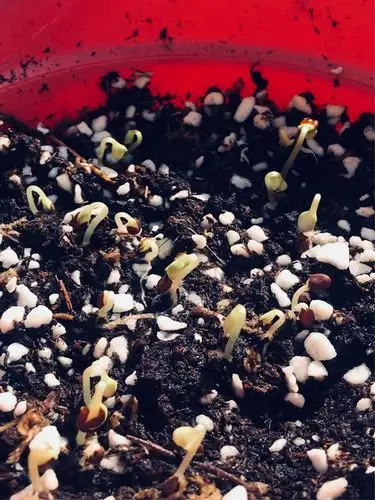 凤仙花播种到成熟全过程记录