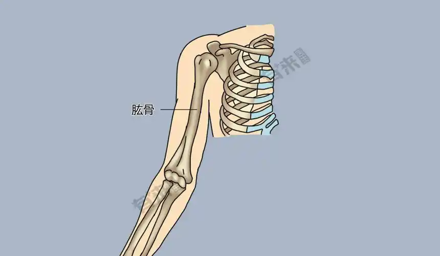 肱骨_有来医生