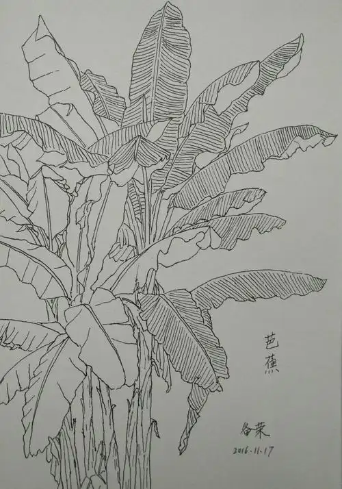 芭蕉树是我喜爱的品种,校园里有五,六丛芭蕉树,分散在校园的各个角落.