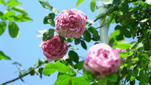 音网红~在玫瑰花景面前留下爱的纪念掏出手机自拍盛开的花朵错落有致