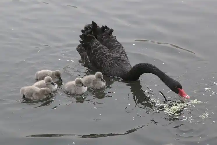 《鹅爸鹅妈和鹅娃》