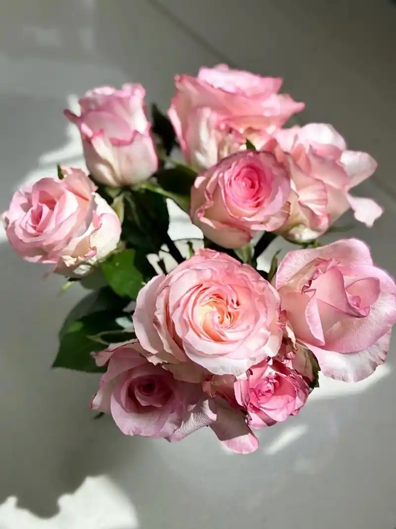 逸禾洋娃娃玫瑰分享 看到图片上是我喜欢的温柔颜色,图片开度很好