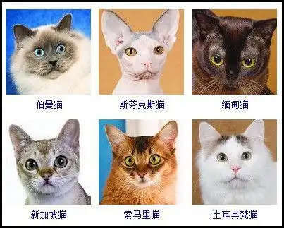 猫咪种类