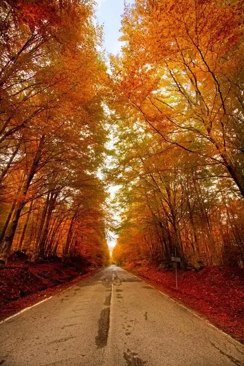 罗马尼亚首都毛榉林秋色自然风景