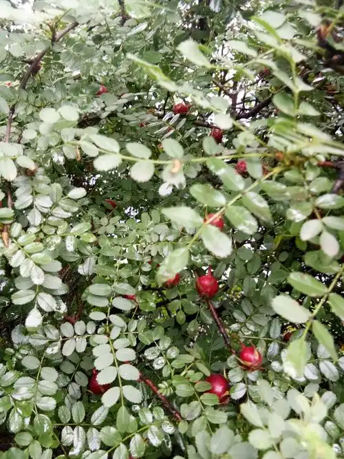 马茹花开忆童年