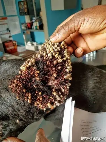 狗狗身上有蜱虫你应该这么做