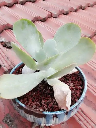 唐印叶片出现黑点黑点处叶片软软的其他叶片硬硬怎么处理啊