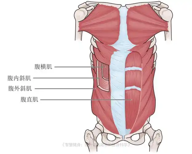 七个动作强化核心肌群让你核心力量爆棚