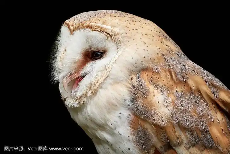 谷仓猫头鹰侧面肖像和黑色背景-草托阿尔巴