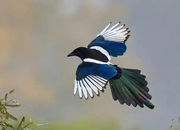 回顾:喜鹊几乎没天敌人类也不会捕杀,为何它们的数量越来越少?