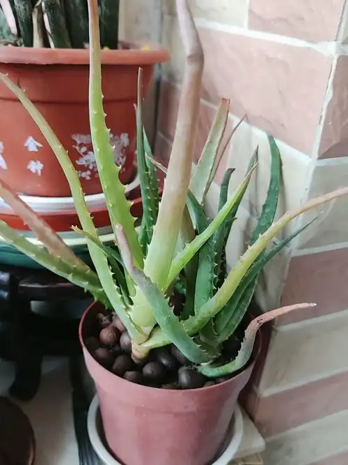 日本木立芦荟植物盆栽龙爪菊芦荟盆栽龙爪食用药用芦荟鲜叶片美容