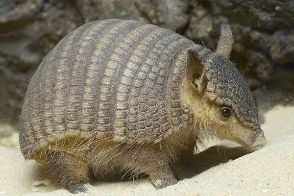 犰狳怎么读_犰狳是什么动物_犰狳为什么有麻风病?