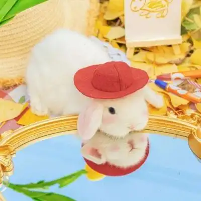 真实小白兔头像高清唯美的真实小白兔微信头像图片