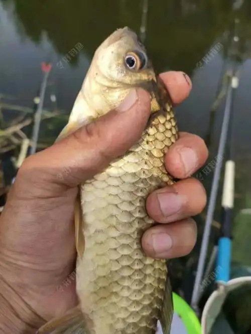 东北野钓塘坝之垂钓东塘坝小鲫鱼鱼获不错的 - 好钓鱼