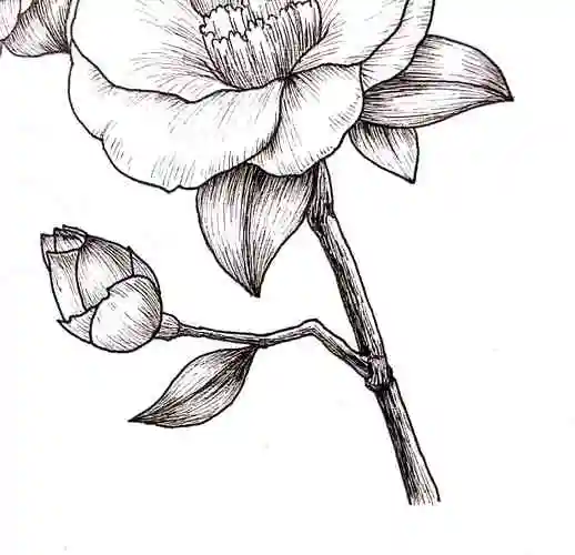 线描画教程14山茶花之恋