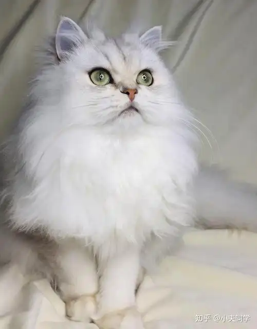 英国长毛猫毛色图鉴(银渐层篇)