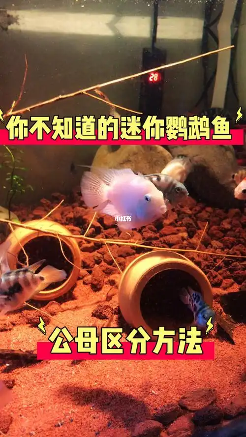 迷你鹦鹉鱼分公母  #迷你鹦鹉鱼繁殖  #观赏鱼  综合来看这些因素就