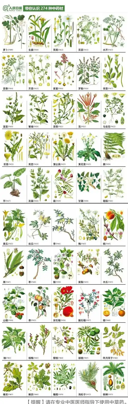 带你认识274种中药材老祖宗留下的宝藏