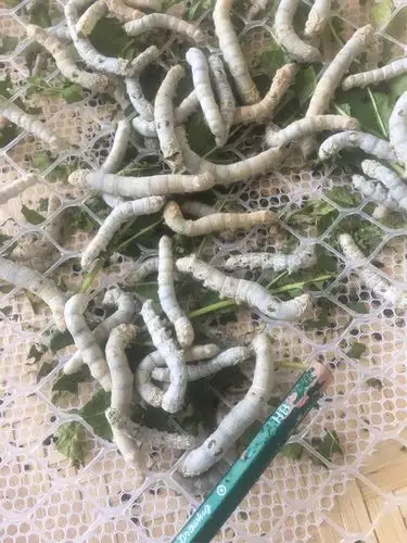 最大的蚕宝宝有铅笔那么粗了