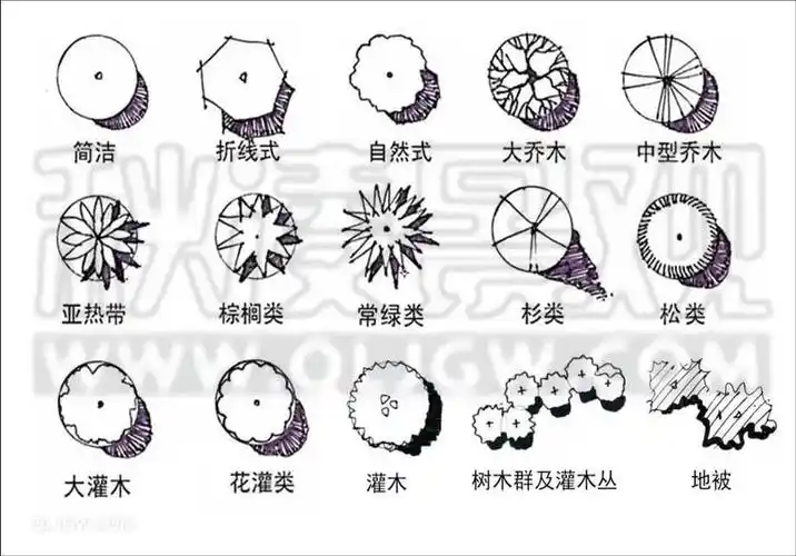 乔灌木表现画法/平面图示范线条的运用/透视系统讲解/简单形体训练1.