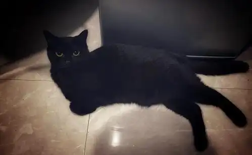 黑猫英国短毛猫61幼猫