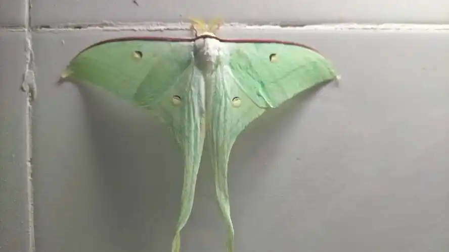 寝室飞来一只月形天蚕蛾