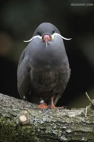 它们的尾巴是黑色的,翅膀是灰色的,翅膀后部分有一个独特的白色