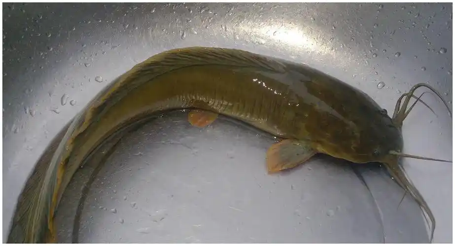 曾经最脏的鱼,现在却成为了大补之物,营养价值之高超乎想象