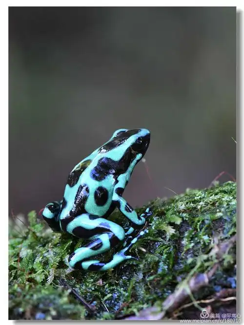 绿色箭毒蛙 (green and black poison frog)