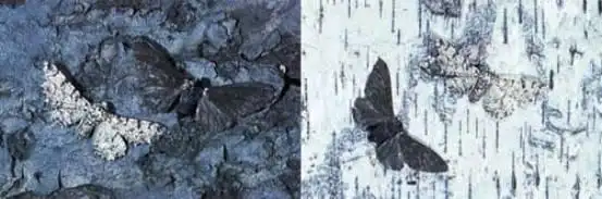 基本资料  桦尺蠖学名 biston betularia,属动物界节肢动物门昆虫纲